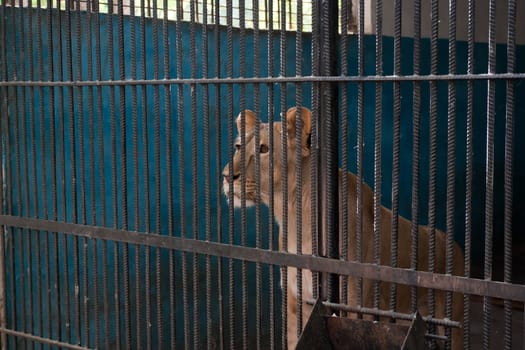Lioness in zoo