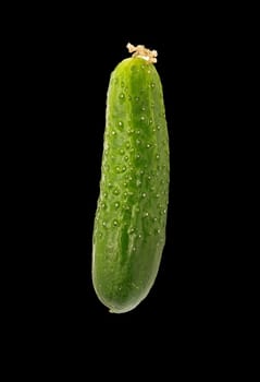  cucumber insulated on black background