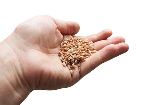 wheat in the hand on a white background
