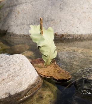 Close up of a Bark Boat in the water