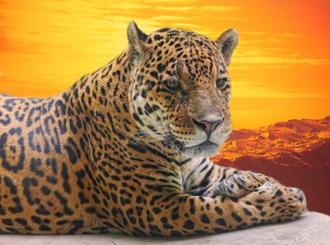 Leopard to lie on a log against a sunset