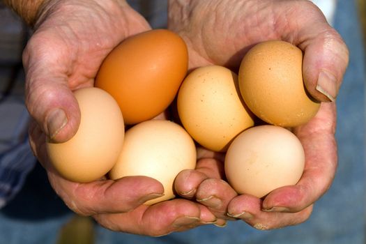 Farmer holds fresh organic eggs laid by free range organically feed Road Island Red chicken hens.
