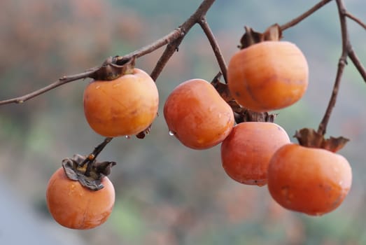 Ripe persimmon - Photo taken on: Nov 06, 2011