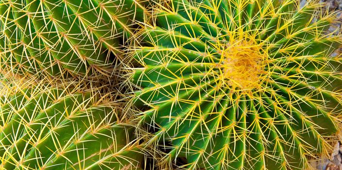 View straight down on the center of a barrel cactus