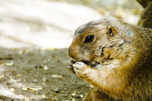 Profile view of a ground hog with hands near mouth eating