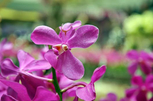 Purple orchid flower