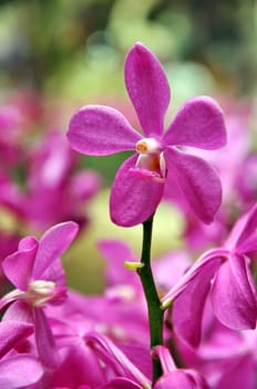 Purple orchid flower