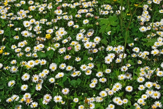 Daisies and clovers on country meadow as background