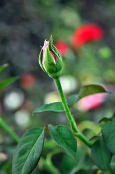 bud of rose flower