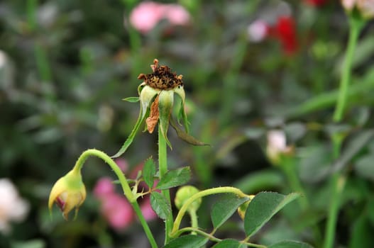 Wilted rose