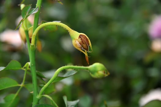 Wilted rose