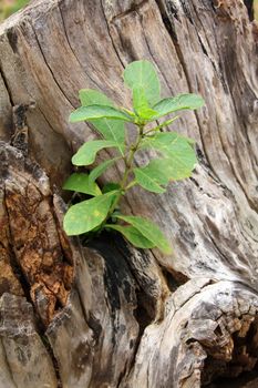 Old stump