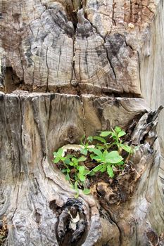 Old stump