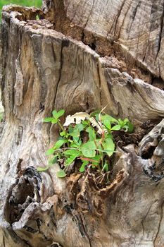 Old stump