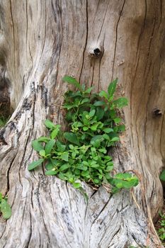 Old stump