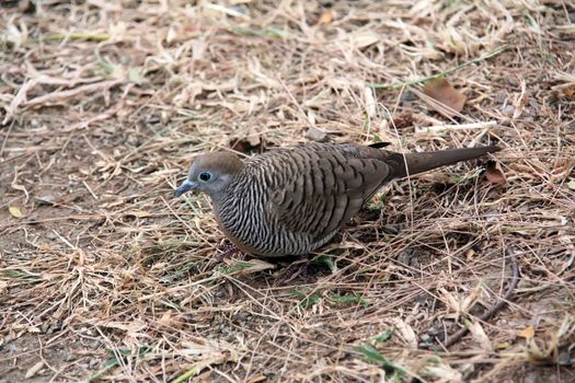 Brown Dove