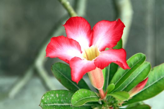 Desert Rose Flowers