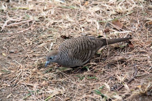 Brown Dove