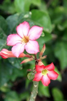 Desert Rose Flowers