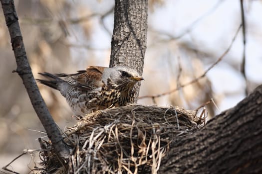  Fieldfare, (Turdus pilaris)  incubates eggs in her nest