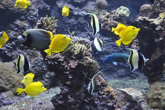 Many Yellow Tropical Fishes in Aquarium