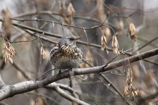  Fieldfare, (Turdus pilaris) is sitting on a branch