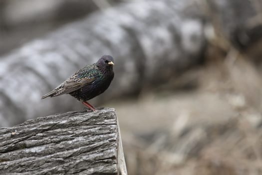 The starling sits on the cut tree trunk