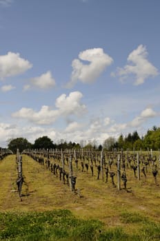 Vineyard with a Blue Sky and some clouds