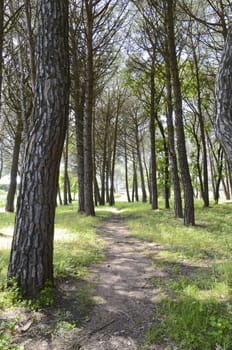 forest path between pine trees