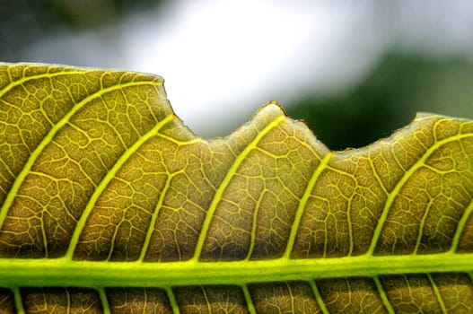 Leaf detail with lighting background