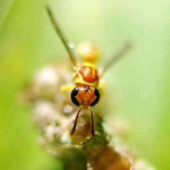 Hornet close up