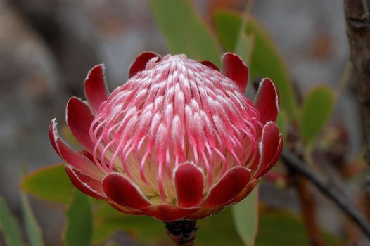 Protea Caffra, the Common Sugar Bush, a small tree growing on the mountains in the Marakele National Park, Limpopo, South Africa