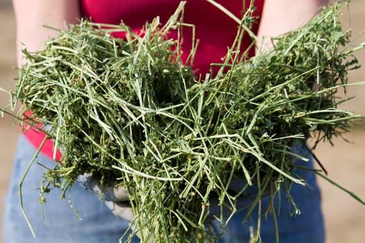 Farmer holds western alfalfa to be feed to livestock.