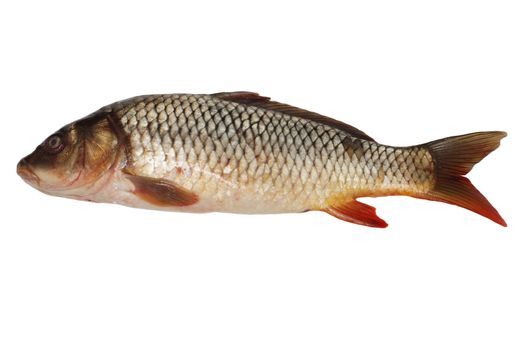 Carp isolated on white background 