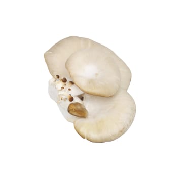 Oyster mushrooms on a white background 