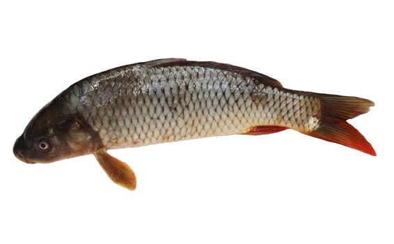 Carp isolated on white background 