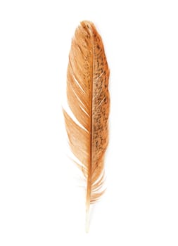 golden feather on a white background