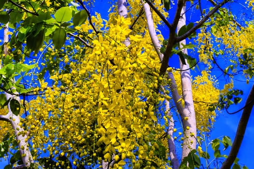 Golden Shower Tree. Cassia fistula. Indian Laburnum, Ratchaphruek