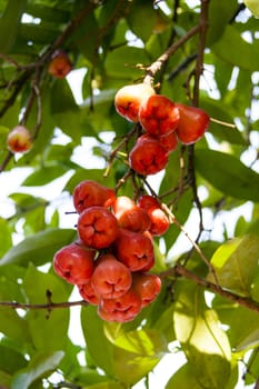 Bunch of Syzygium samarangense. Rose apple fruit.