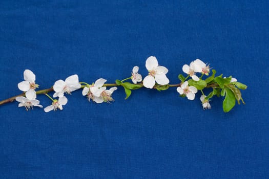 apple flowers on a blue background