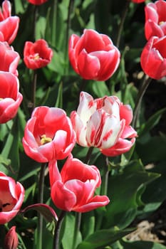 Pink tulips growing on a field, flower bulb industry in Holland