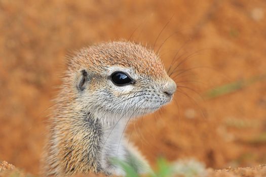 Cape Ground Squirrel (Xerus Inauris). Photo taken at Mata Mata in the Kgalagadi Transfrontier Park, South Africa