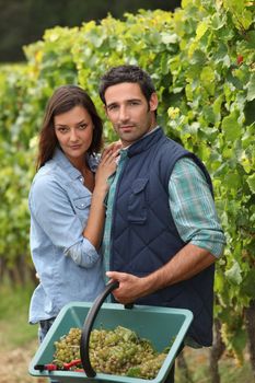 Couple picking grapes