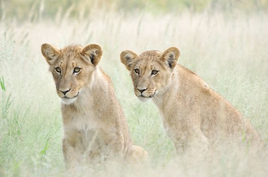 Two lion cubs waiting for their mothers to return from the hunt, Kgalagadi Transfrontier Park.