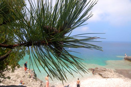 Pine needles with swimmers at Bruce Peninsula National Park's Grotto area in the background on Georgian Bay, Ontario.