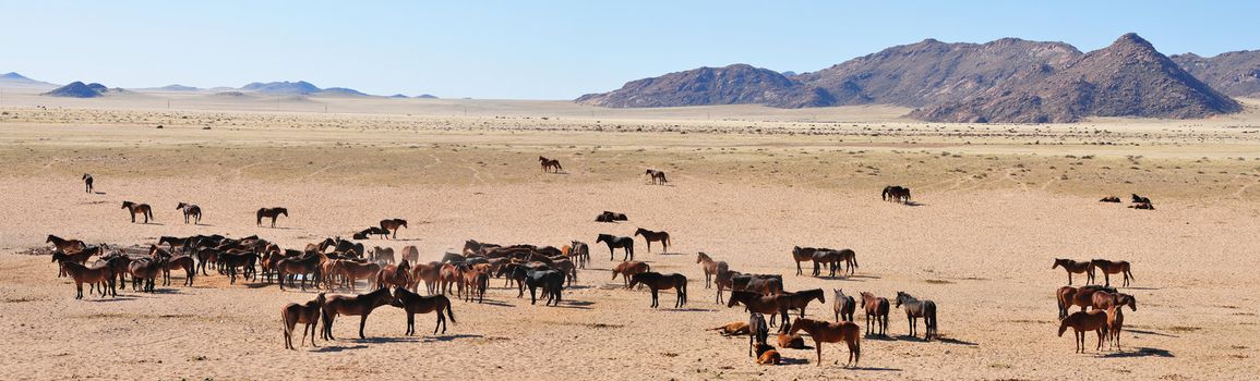 A panorama of the Wild Horses of the Namib made from three separate photos taken near Aus, Namibia.
