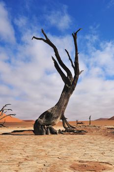 A lonely tree skeleton at Deadvlei near Sossusvlei, Namibia