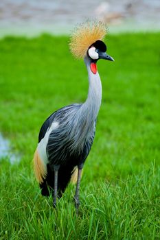 Crowned Crane on green grass