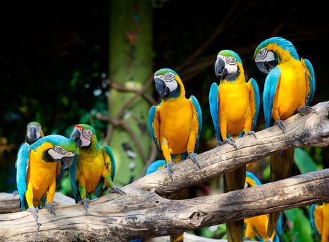 colorful macaws sitting in a tree