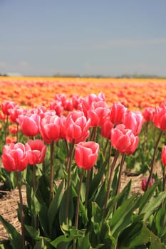 Pink tulips growing on a field, flower bulb industry in Holland